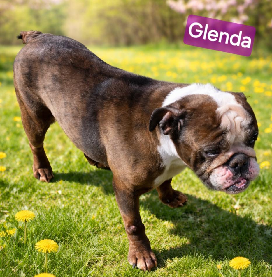 Enlarge Glenda, an adopted Bulldog in Wheelersburg, OH image 2/2