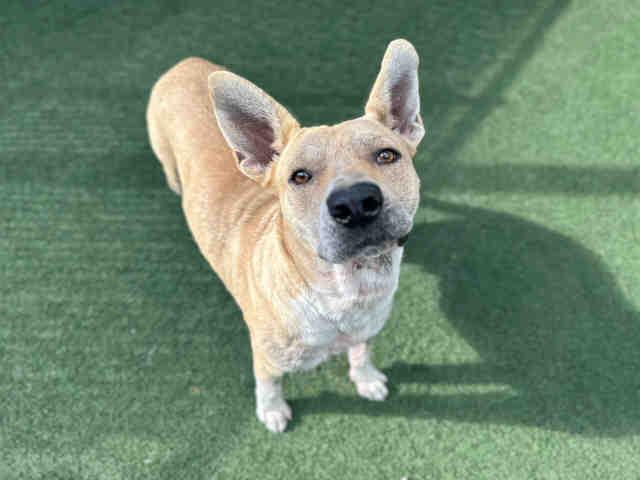 PONTO, Adoptable, Young Male Pit Bull Terrier.