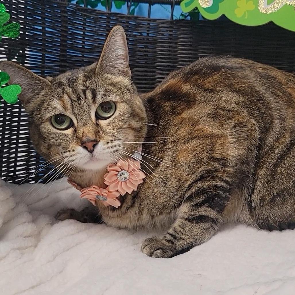 Enlarge Fancy, a Adoptable Domestic Short Hair in Henderson, NV image 1/1