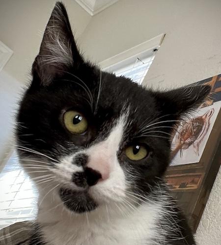 Speckles, ADOPTABLE, Kitten Male Tuxedo & Domestic Short Hair.