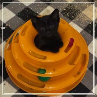 Journey, Adoptable, Kitten Female Domestic Short Hair.
