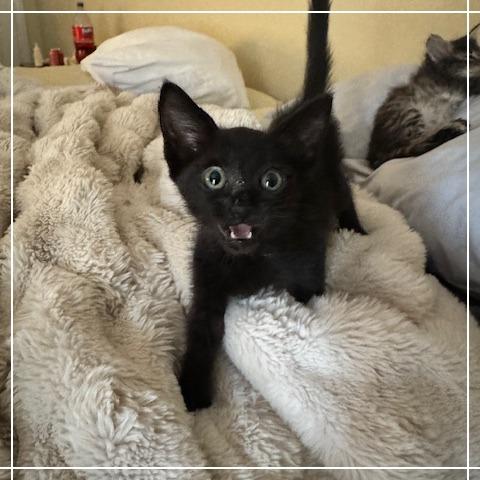 Journey, a Adoptable Domestic Short Hair in Riverside, CA image 2/5