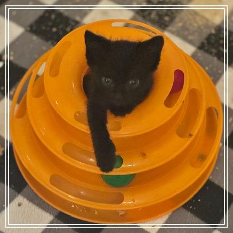 Journey, a Adoptable Domestic Short Hair in Riverside, CA image 3/5
