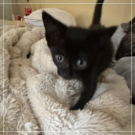 Journey, a Adoptable Domestic Short Hair in Riverside, CA image 4/5
