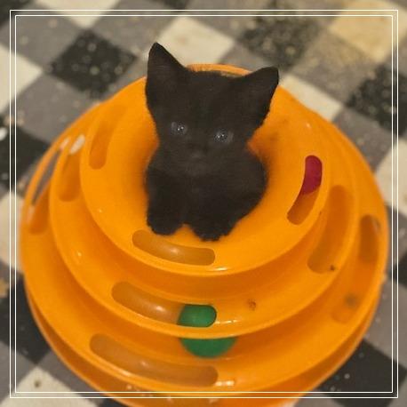 Journey, a Adoptable Domestic Short Hair in Riverside, CA image 5/5