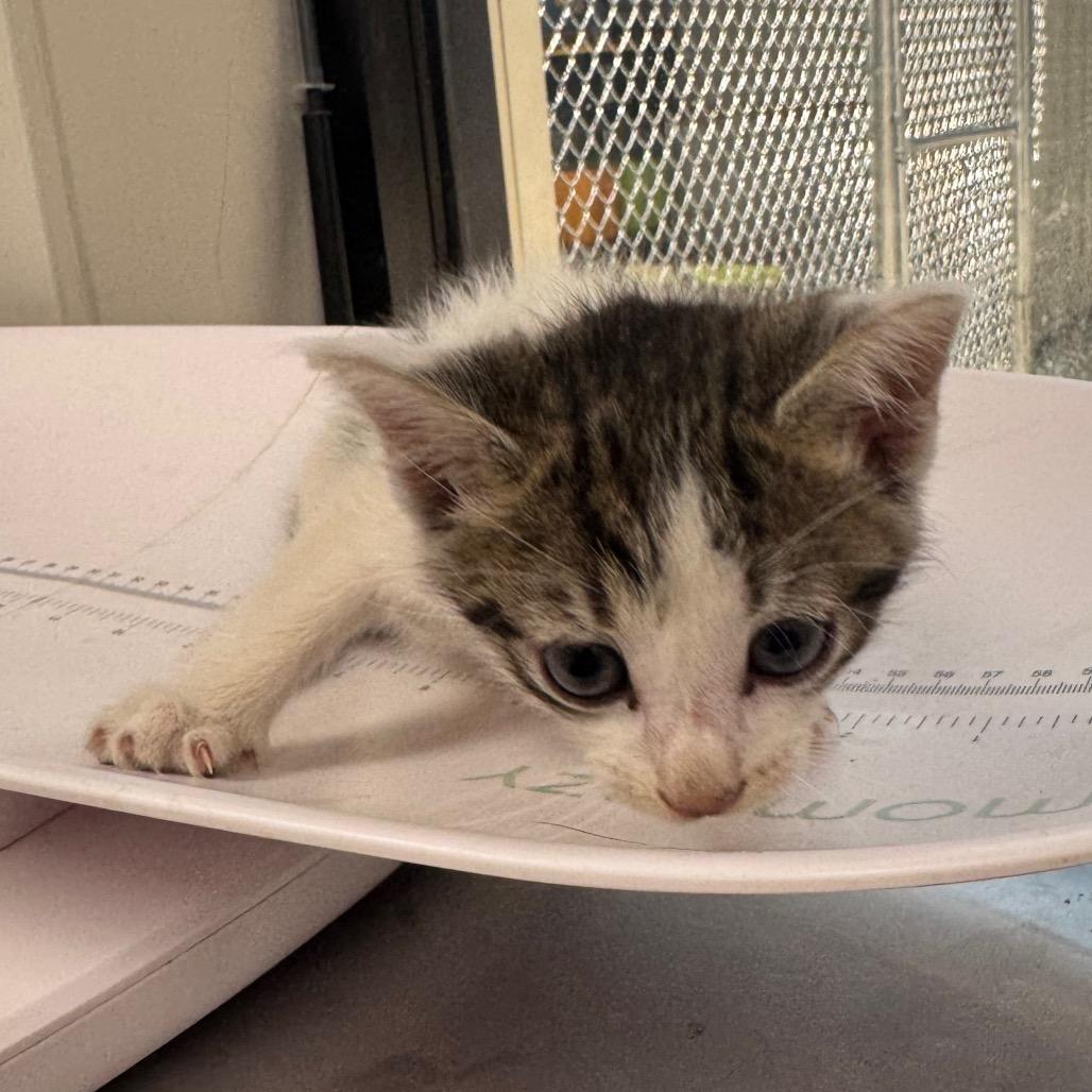 Squawk, Adoptable, Kitten Male Domestic Short Hair.