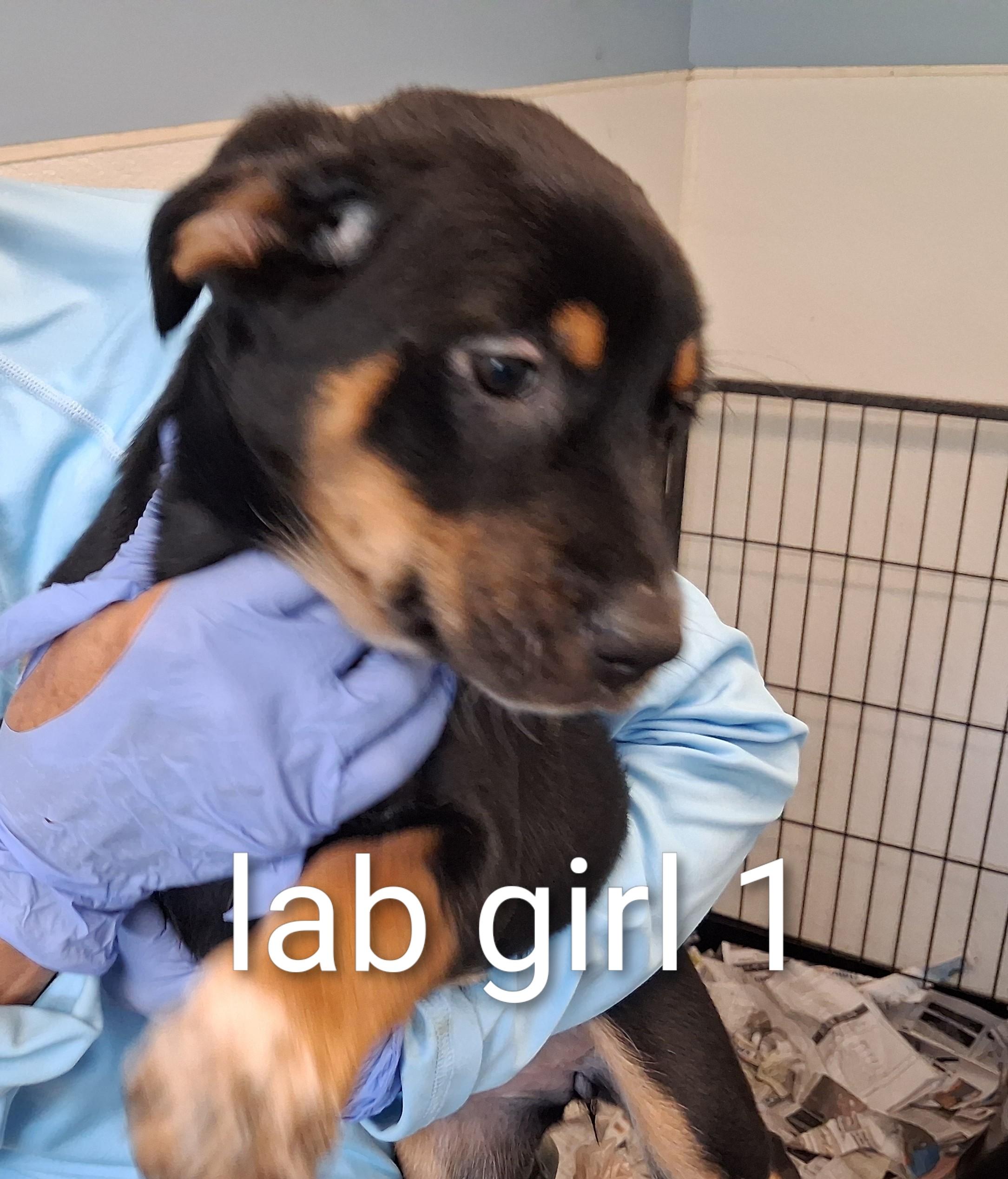 Robin, adopted, Puppy Female Black Labrador Retriever.
