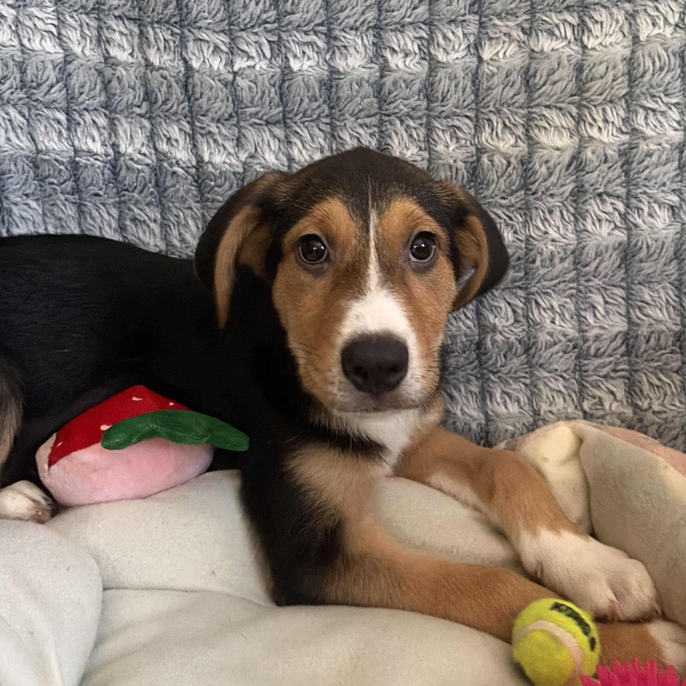 Enlarge Kit Kat, a Adoptable mixed breed in Lindenhurst, NY image 1/1