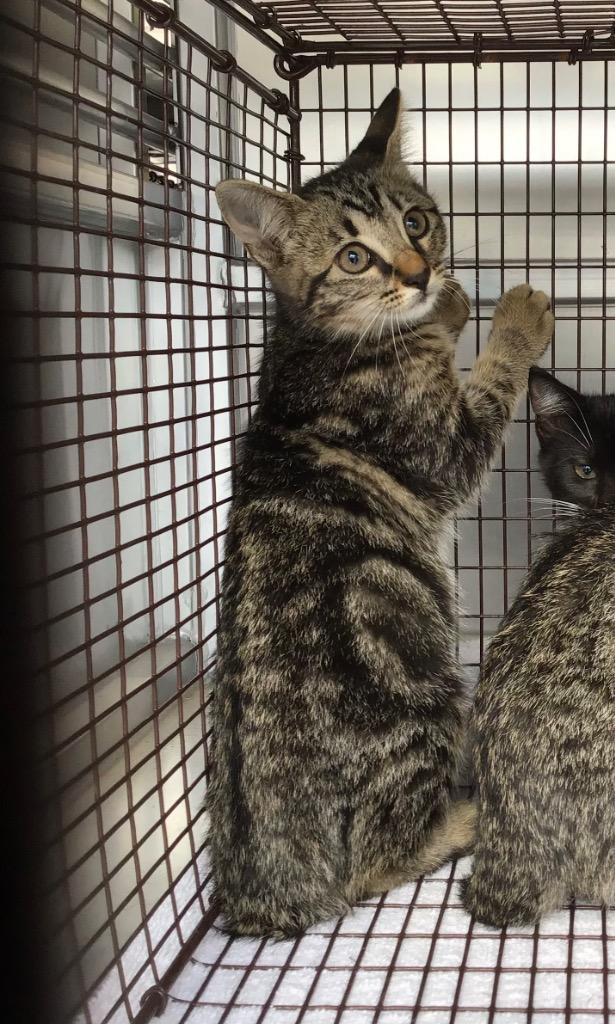 Flops, Adoptable, Kitten Female Domestic Short Hair.