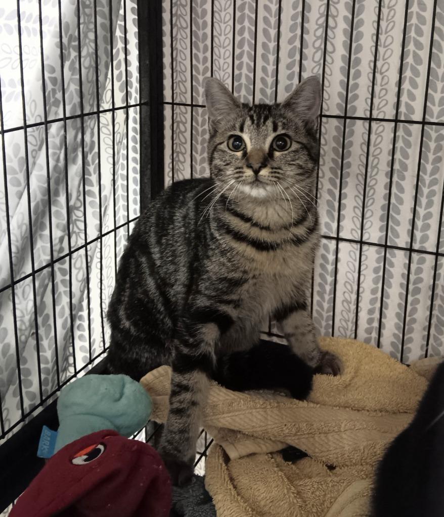Enlarge Flops, a Adoptable mixed breed in New Braunfels, TX image 2/3