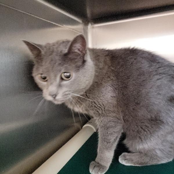 Pewter, Adoptable, Adult Female Domestic Short Hair.