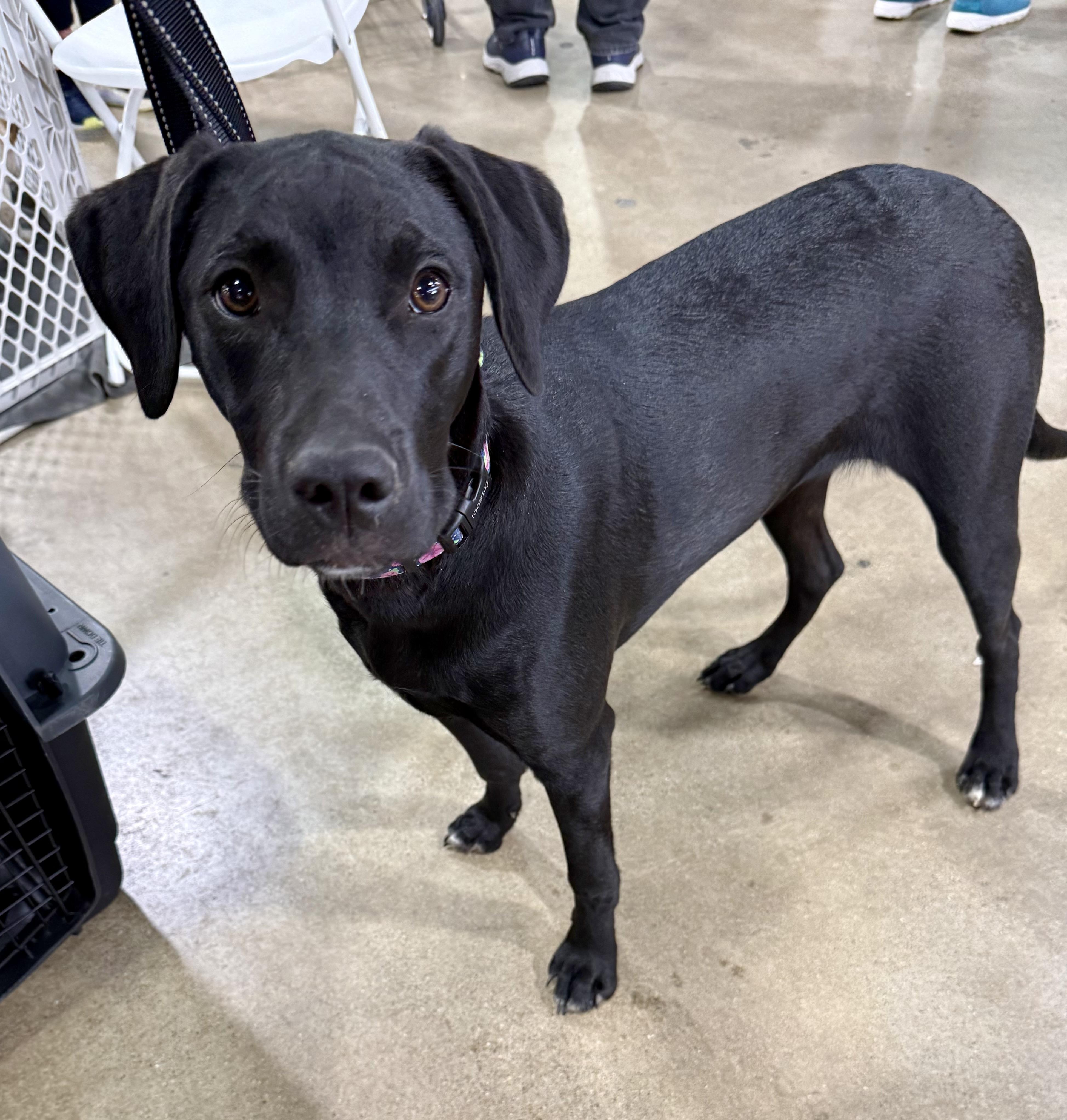 Enlarge Yvette, a Adoptable mixed breed in Orland Park, IL image 1/3