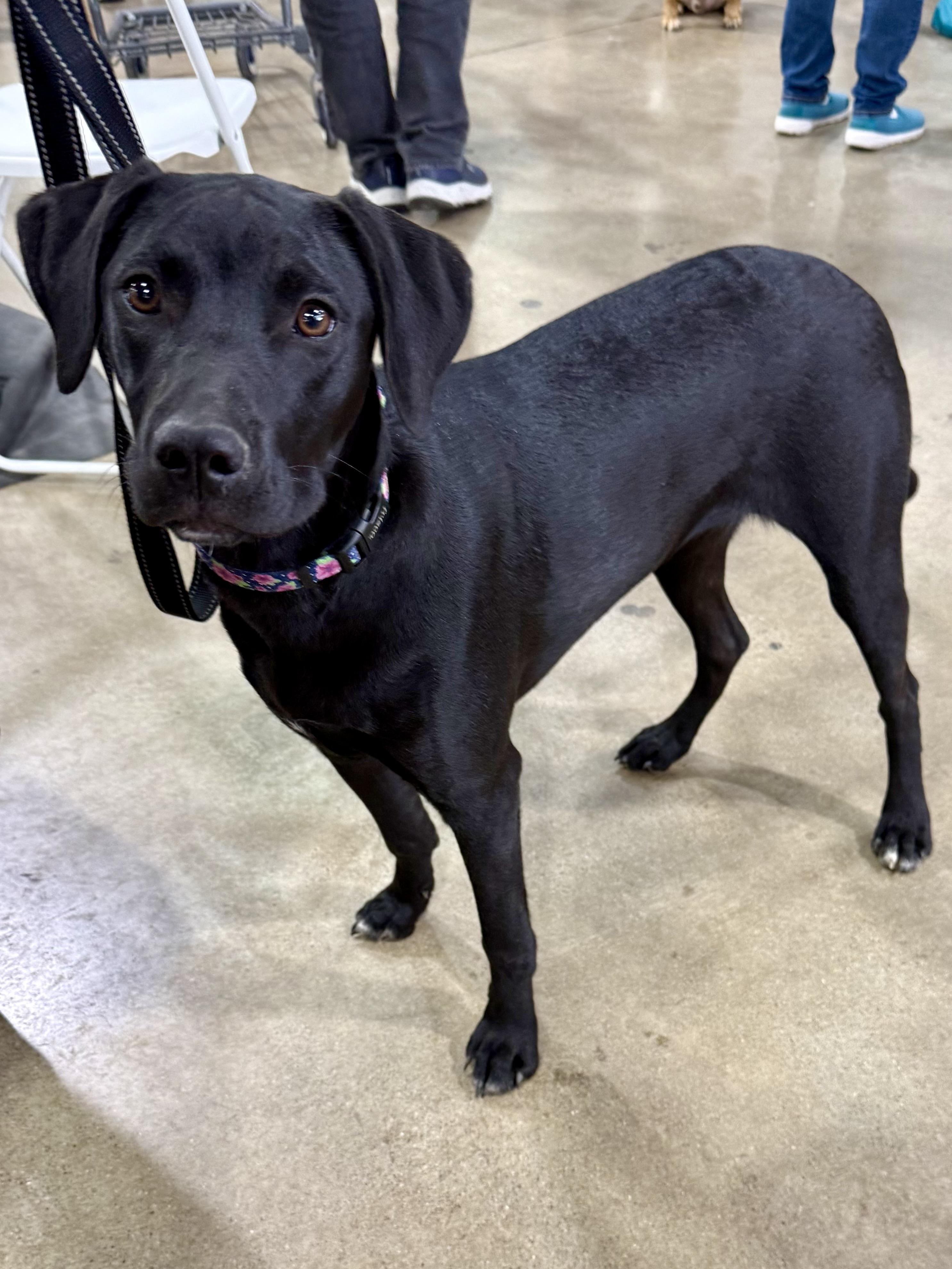 Enlarge Yvette, a Adoptable mixed breed in Orland Park, IL image 3/3