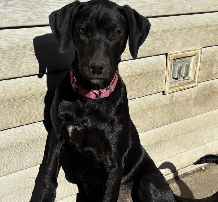 Enlarge Yvette, a Adoptable mixed breed in Orland Park, IL image 2/3