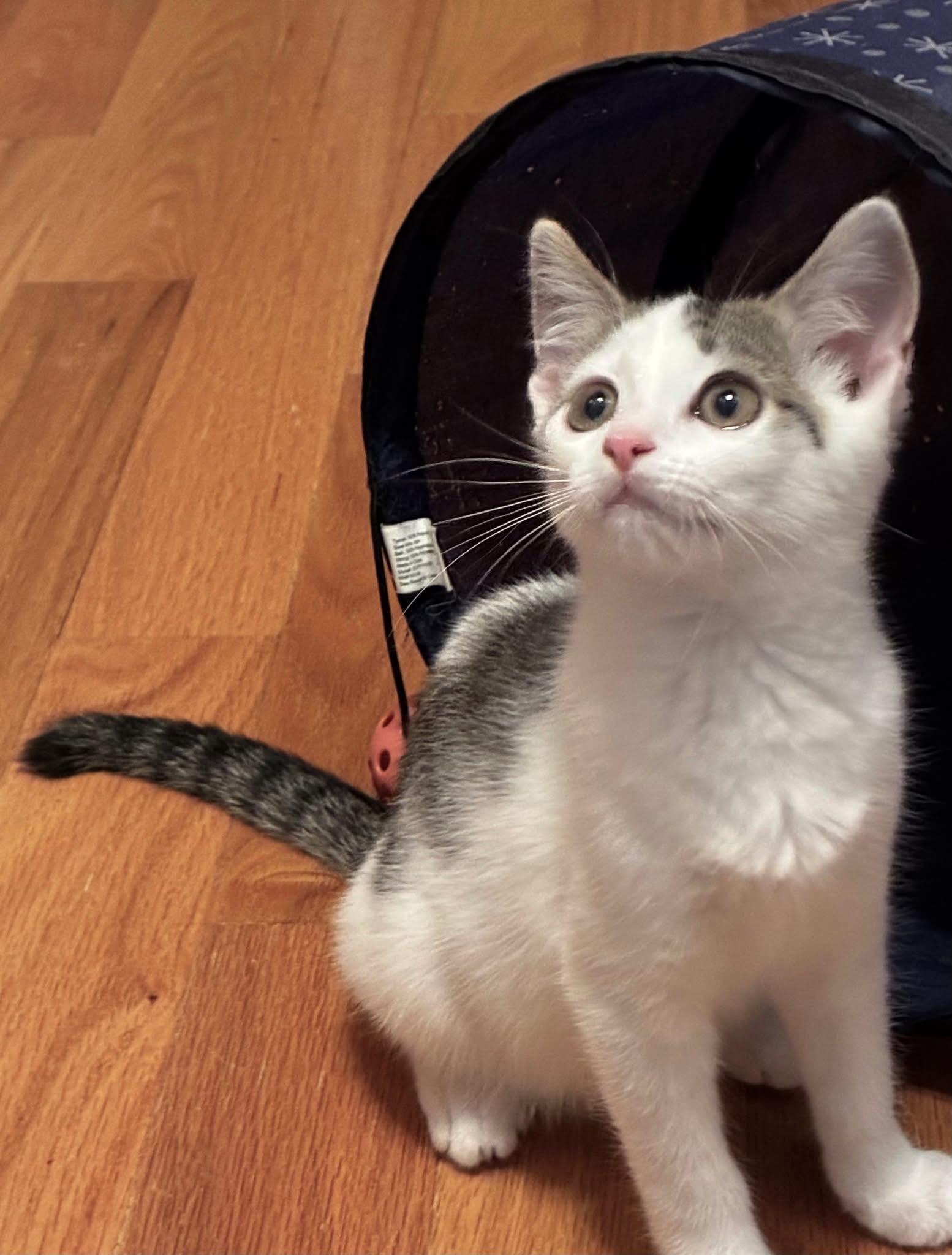 Yuki & Yui (BONDED PAIR), a Adoptable mixed breed in Orland Park, IL image 5/6