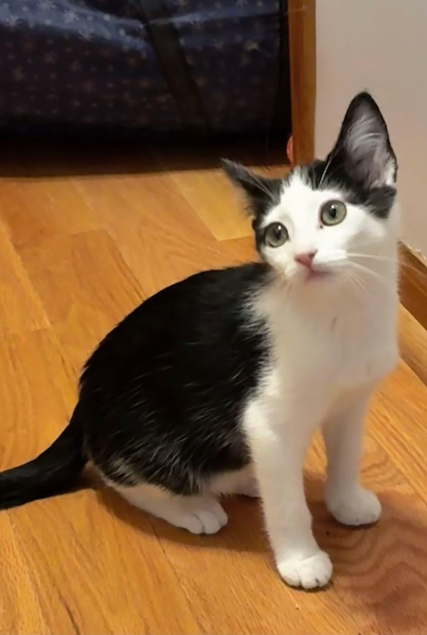 Yuki & Yui (BONDED PAIR), a Adoptable mixed breed in Orland Park, IL image 6/6