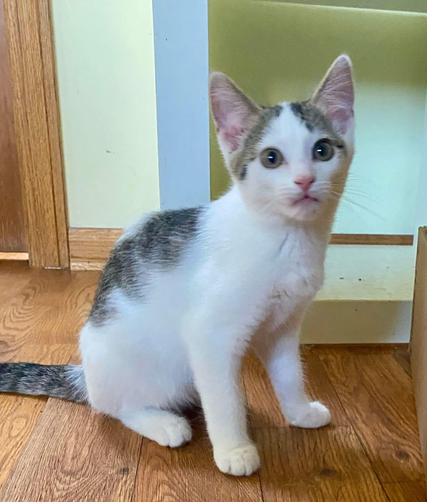 Yuki & Yui (BONDED PAIR), Adoptable, Kitten Female Domestic Short Hair.