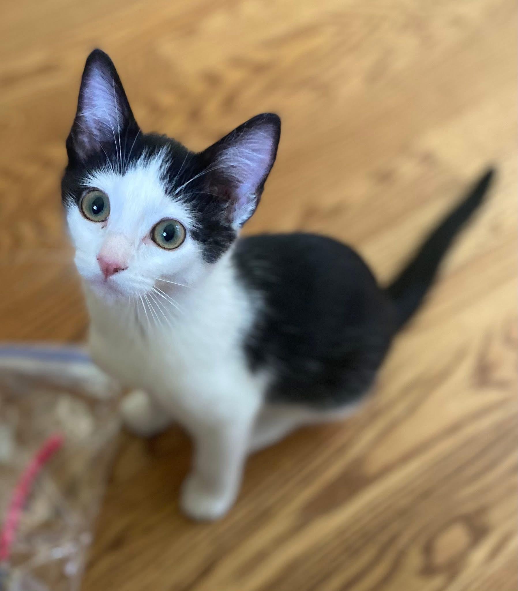 Yuki & Yui (BONDED PAIR), Adoptable, Kitten Female Domestic Short Hair.