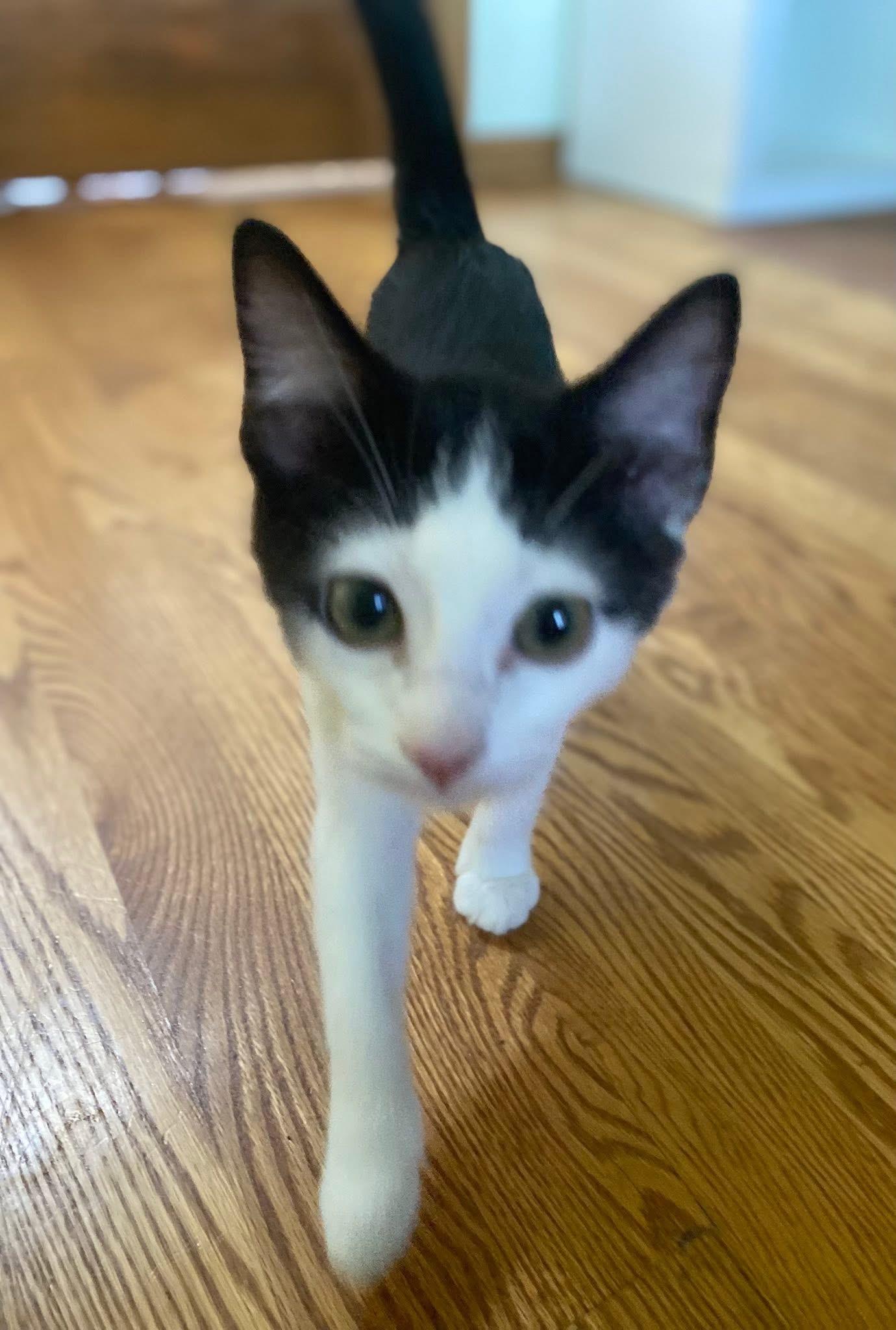 Yuki & Yui (BONDED PAIR), a Adoptable mixed breed in Orland Park, IL image 3/6