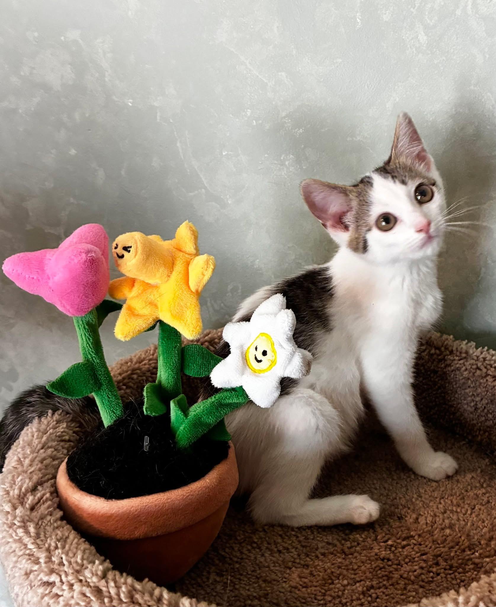 Yuki & Yui (BONDED PAIR), a Adoptable mixed breed in Orland Park, IL image 4/6