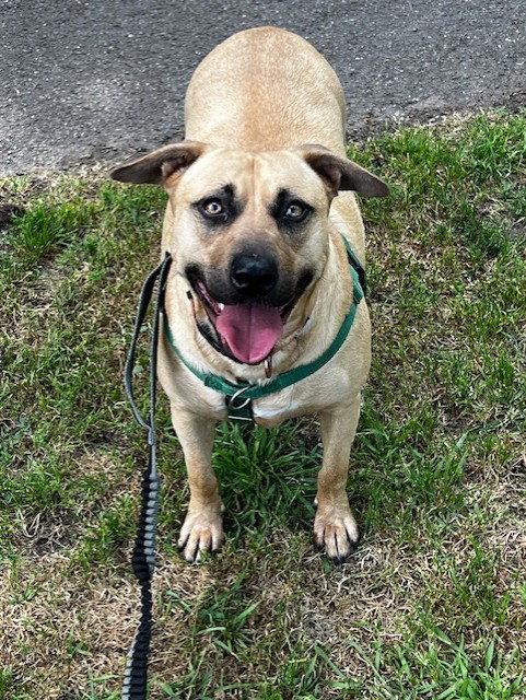 Dahlia, Adoptable, Adult Female Pit Bull Terrier & German Shepherd Dog.