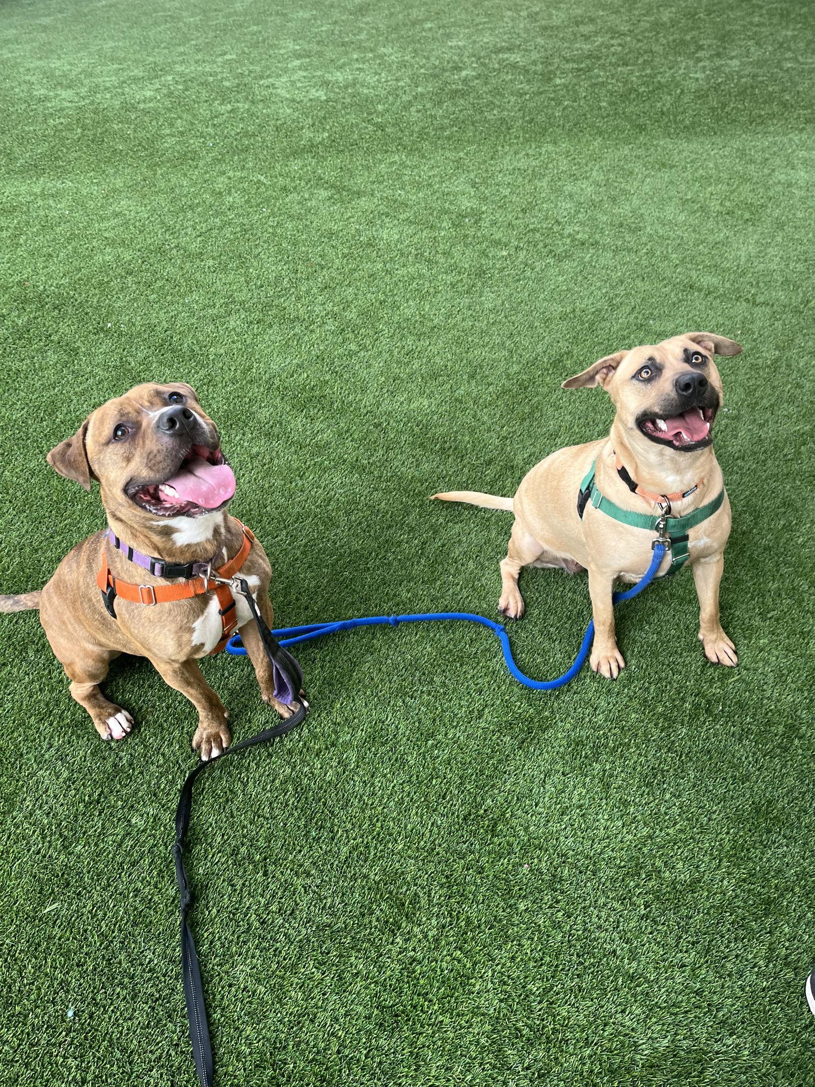 Enlarge Dahlia, a Adoptable mixed breed in Burlingame, CA image 1/3