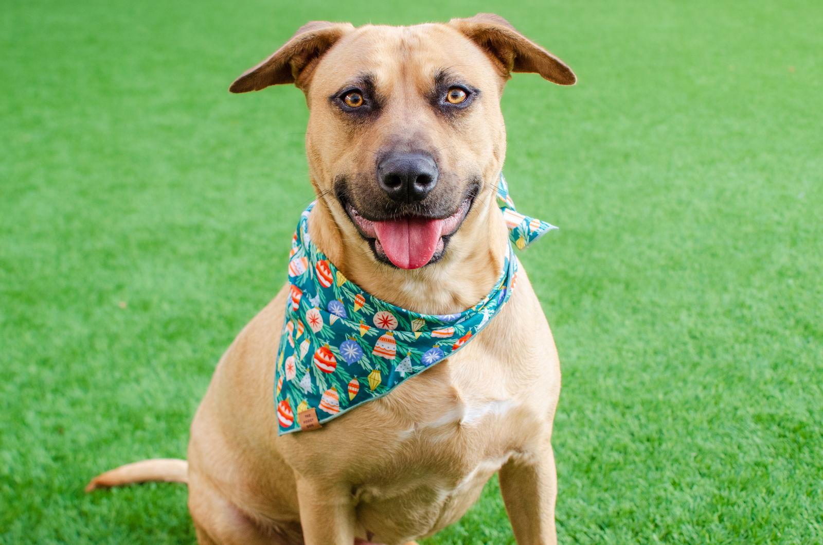 Enlarge Dahlia, a Adoptable mixed breed in Burlingame, CA image 2/3