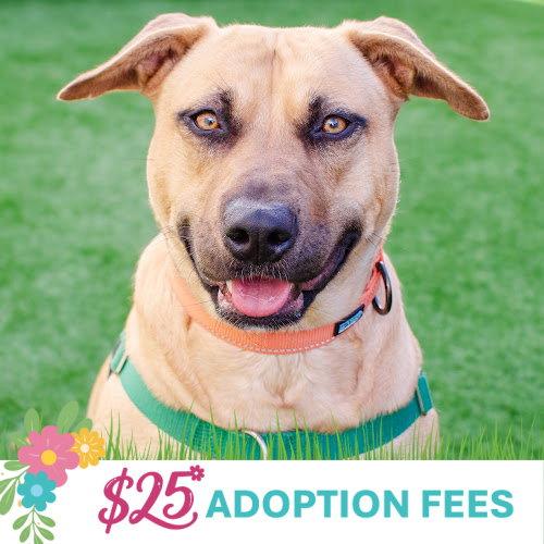 Enlarge Dahlia, a Adoptable mixed breed in Burlingame, CA image 3/3