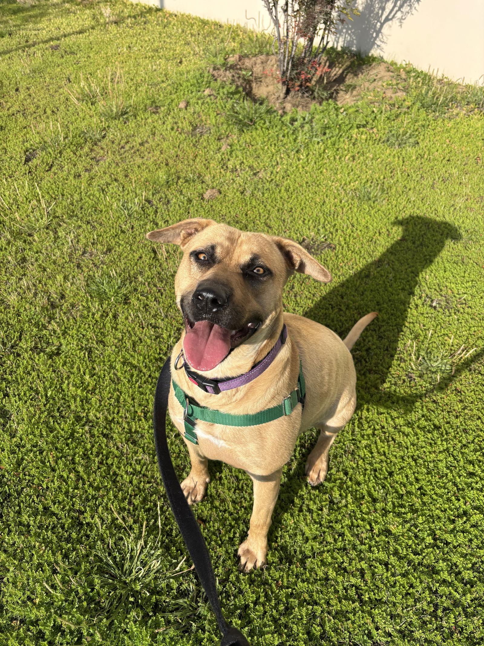 Enlarge Dahlia, a Adoptable mixed breed in Burlingame, CA image 3/3