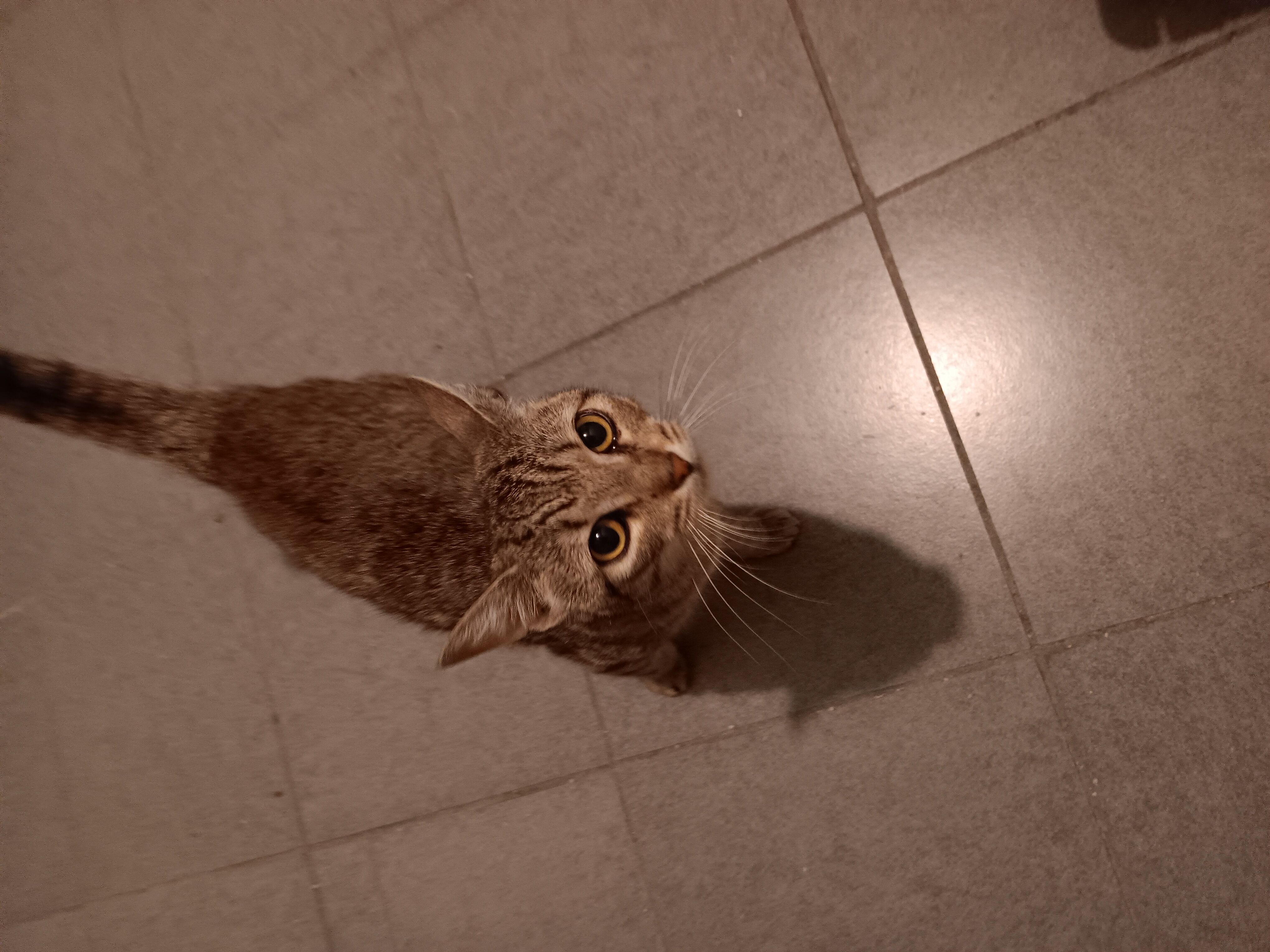 Nadine, Adoptable, Adult Female Domestic Short Hair.