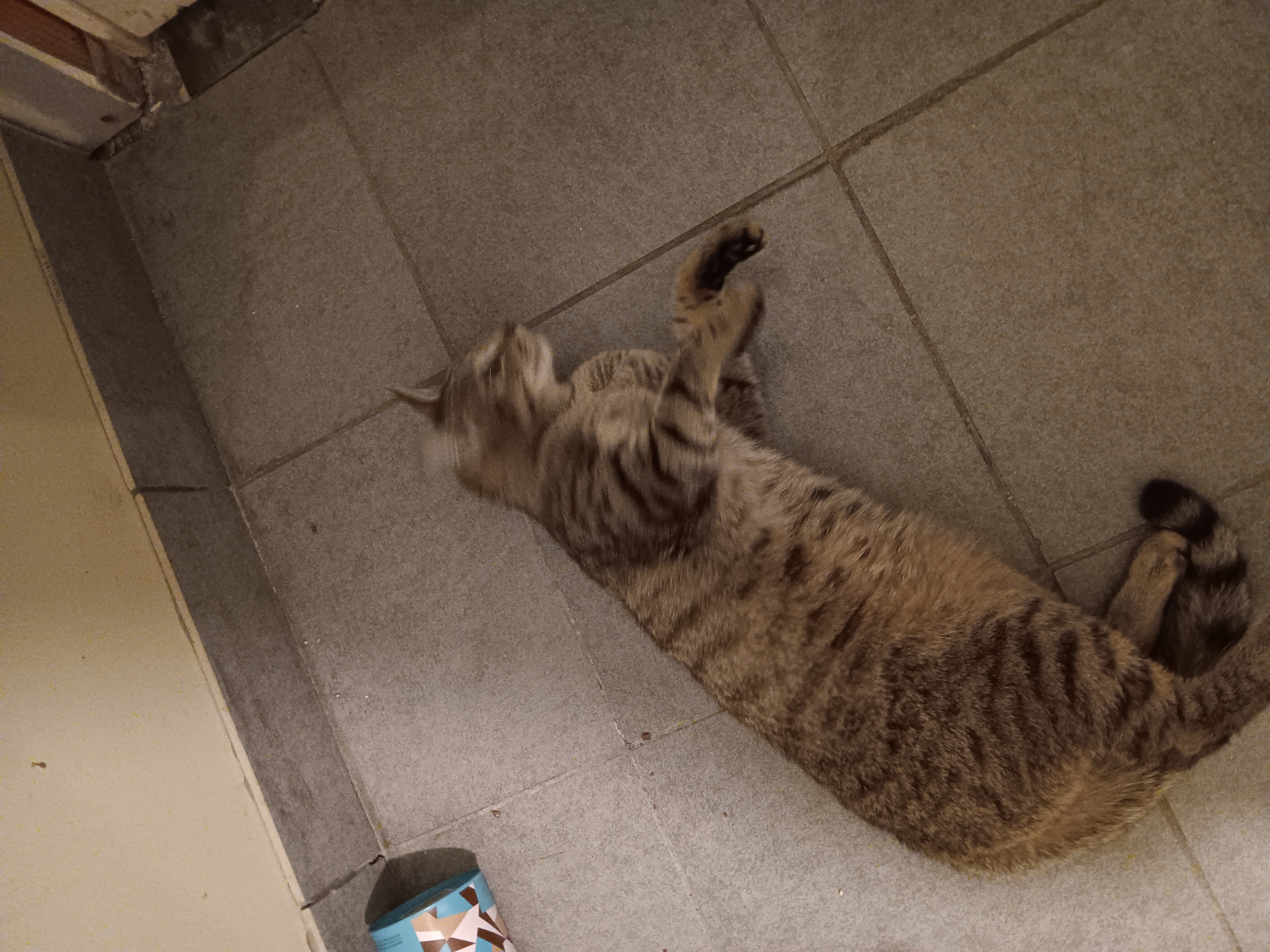 Nadine, a Adoptable Domestic Short Hair in Berkeley Heights, NJ image 3/3