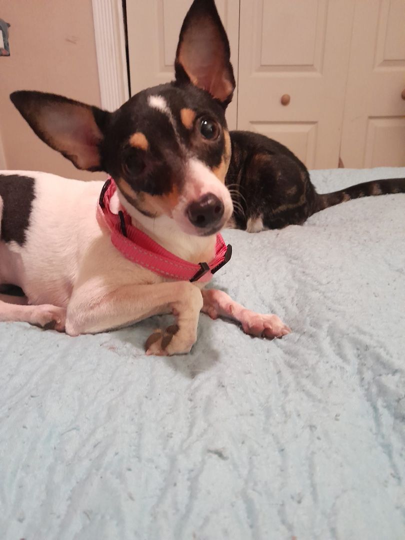 Charlize, a Adoptable Toy Fox Terrier in Miami, FL image 3/3
