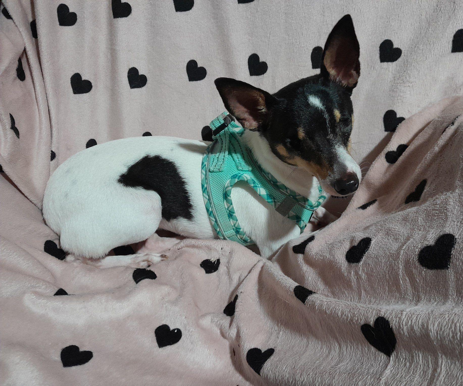 Charlize, a Adoptable Toy Fox Terrier in Miami, FL image 1/3