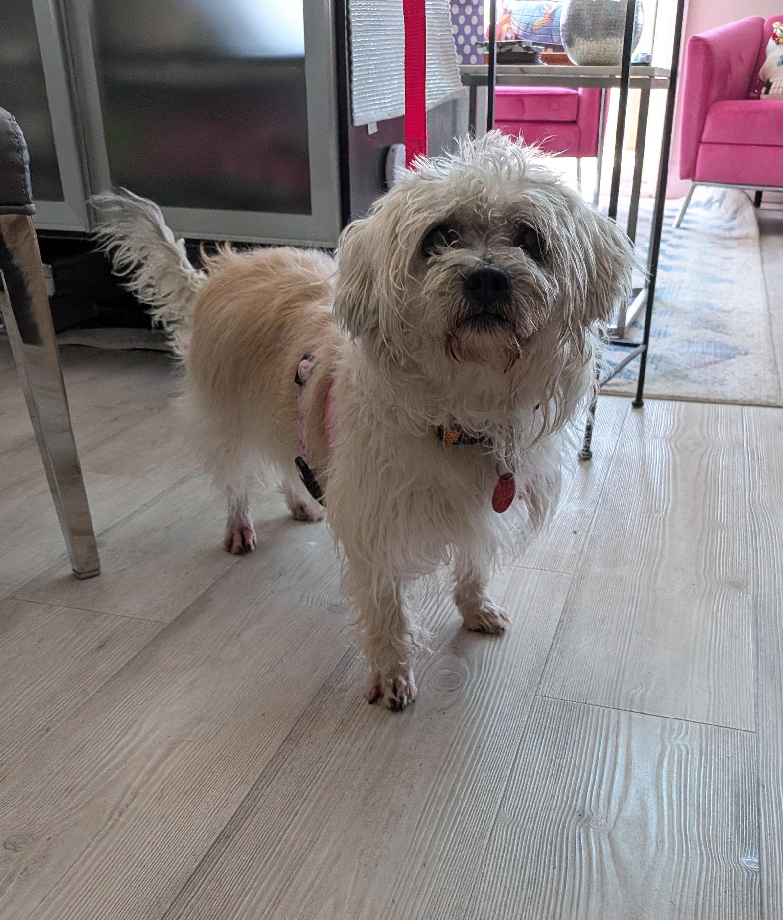 Enlarge Bella, a Adopted mixed breed in Etobicoke, ON image 1/1