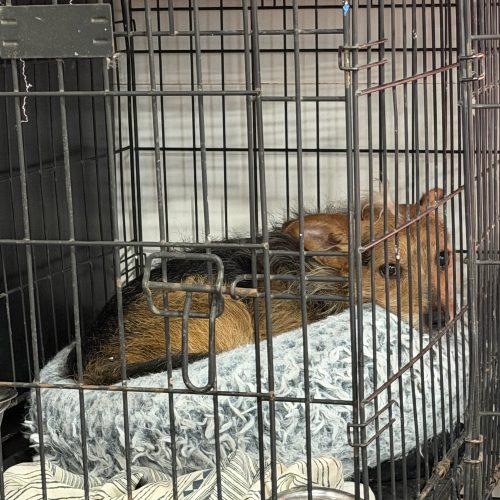 Enlarge Scruffy Max, a Adoptable mixed breed in Matthews, IN image 1/6