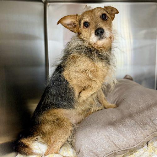 Enlarge Scruffy Max, a Adoptable mixed breed in Matthews, IN image 2/6