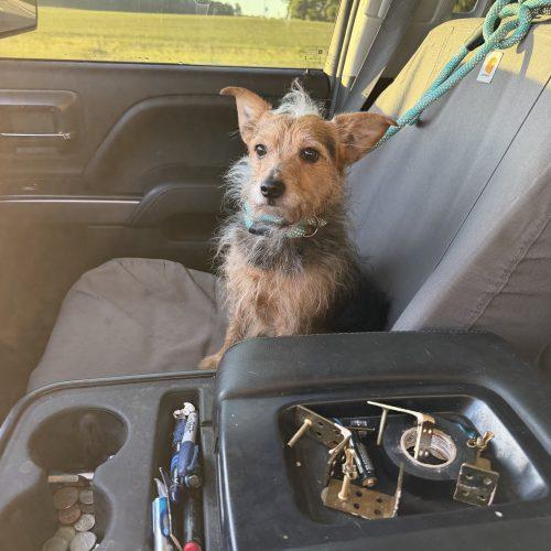 Enlarge Scruffy Max, a Adoptable mixed breed in Matthews, IN image 3/6