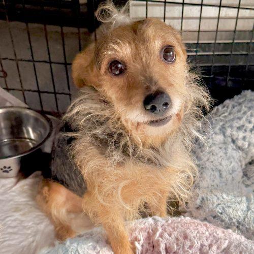 Enlarge Scruffy Max, a Adoptable mixed breed in Matthews, IN image 4/6