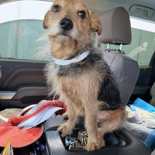 Enlarge Scruffy Max, a Adoptable mixed breed in Matthews, IN image 5/6