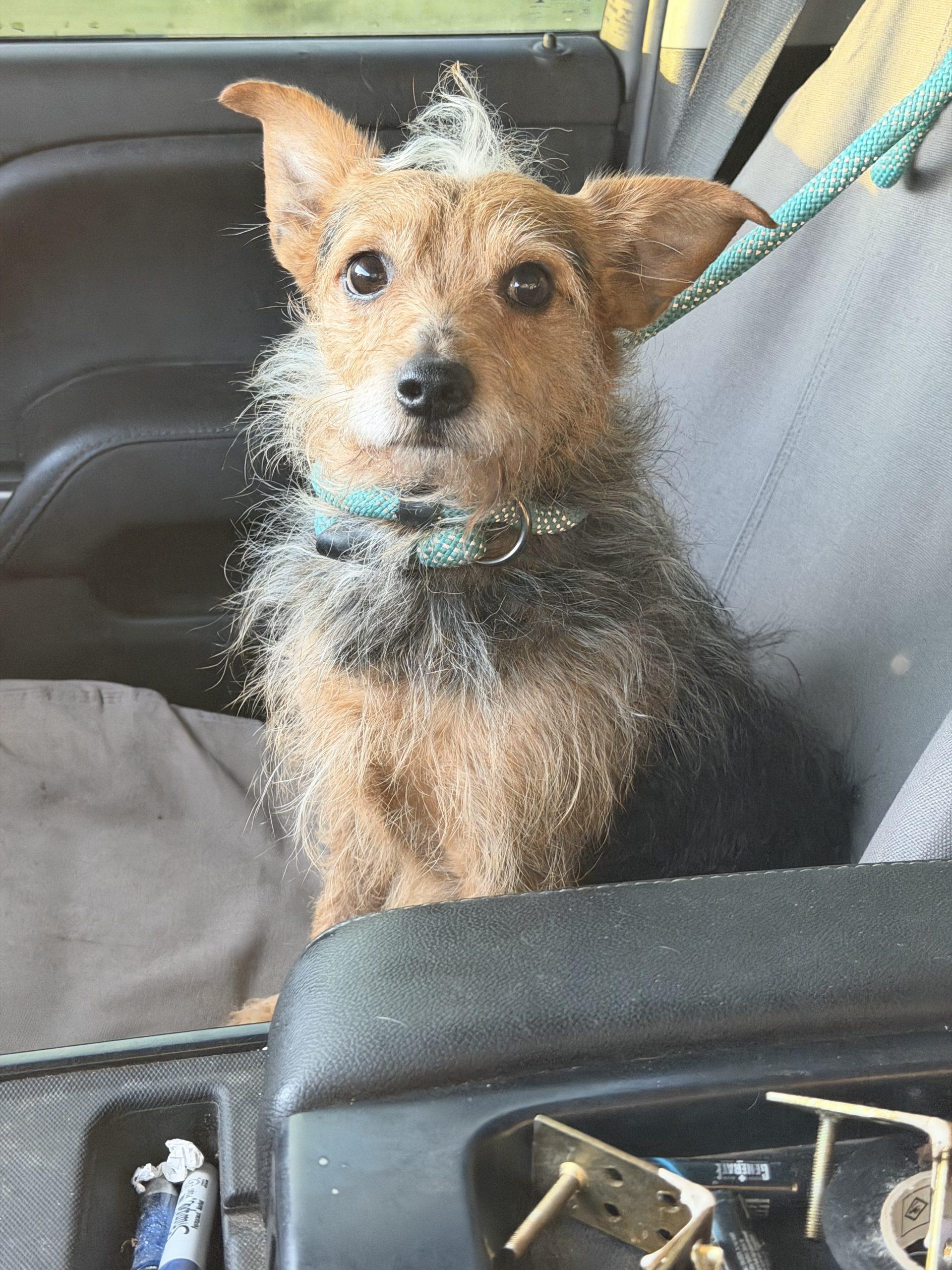 Enlarge Scruffy Max, a Adoptable mixed breed in Matthews, IN image 6/6