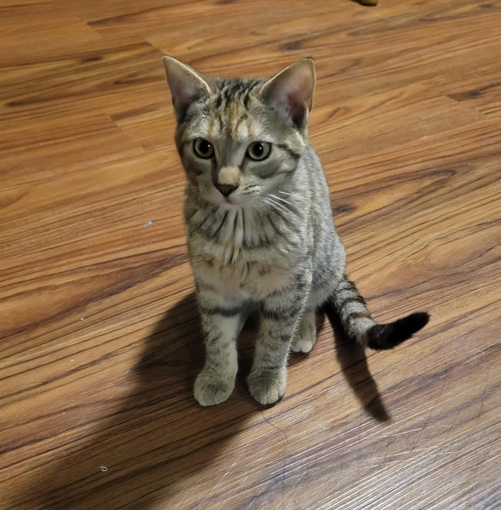 Enlarge Buttercup, a Adopted Tabby in Zimmerman, MN image 1/1