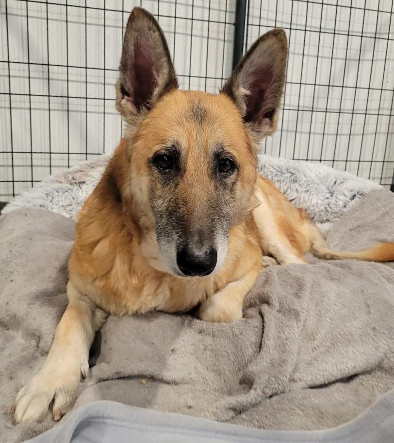 Enlarge Ellie, an adopted German Shepherd Dog in Lisbon, OH image 1/1