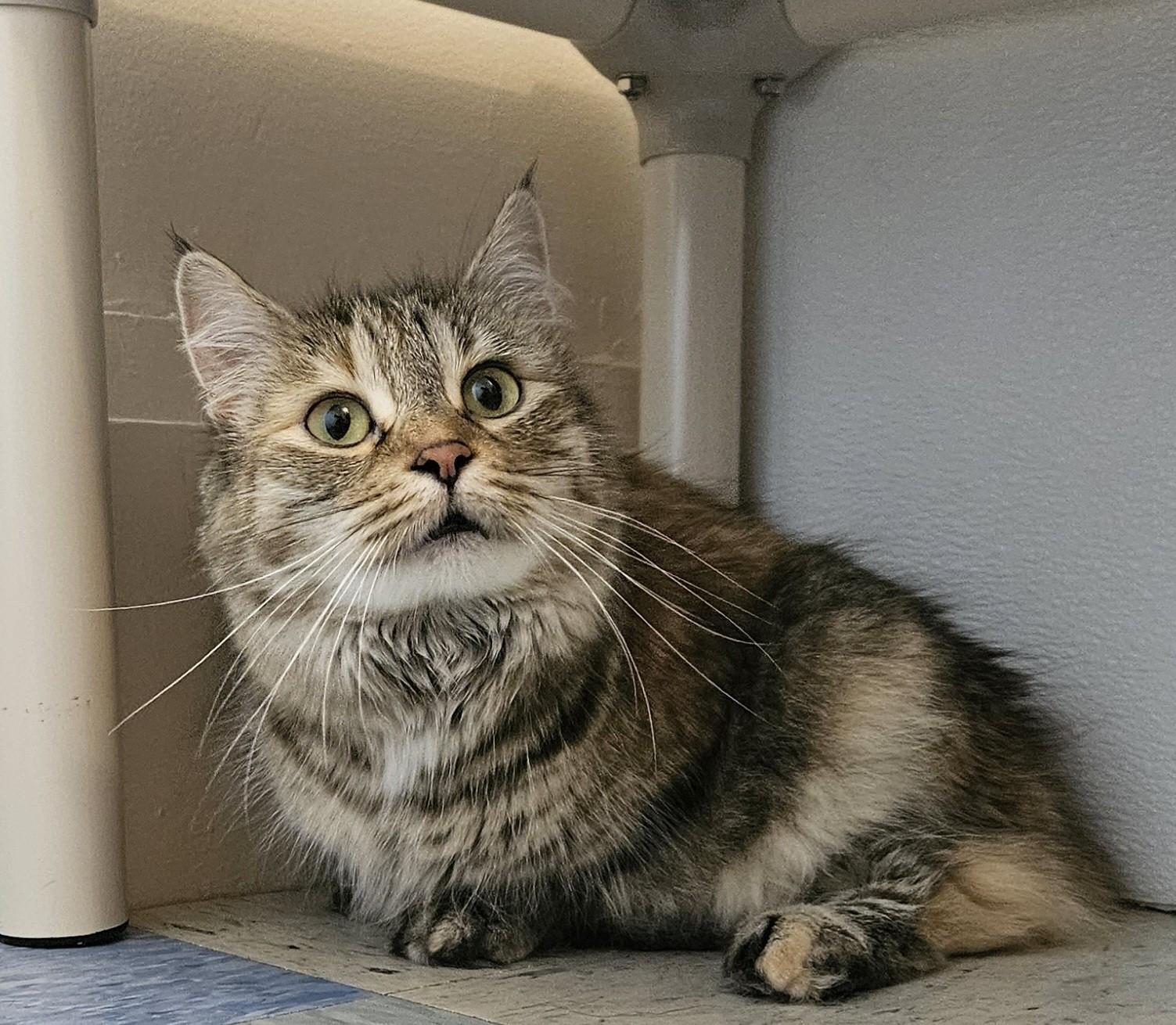 Jarnee, ADOPTABLE, Adult Female Domestic Medium Hair.