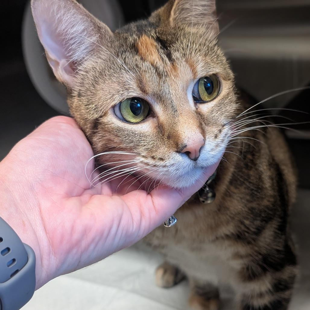 Enlarge Baby, a Adoptable Domestic Short Hair in Sand Springs, OK image 1/1