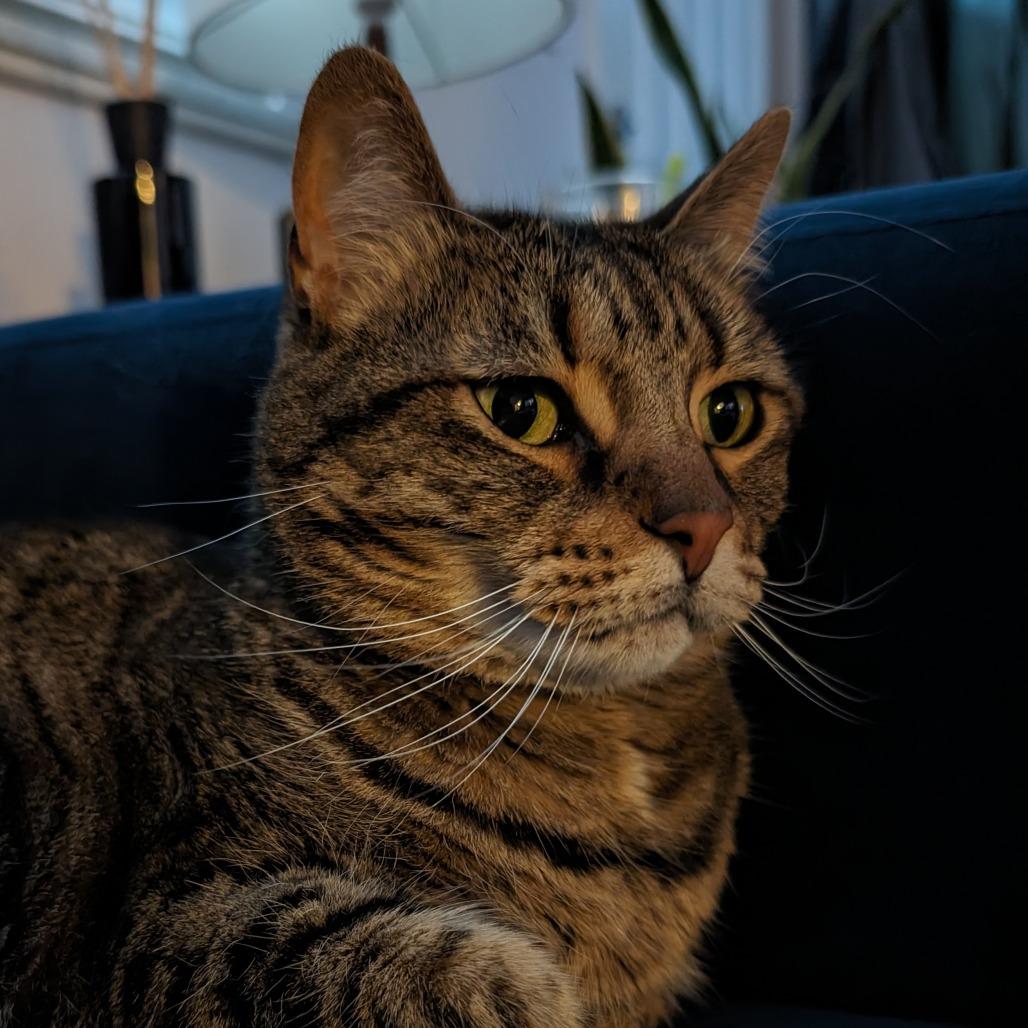 Enlarge Blueberry, a Adoptable Domestic Short Hair in Indianapolis, IN image 1/1