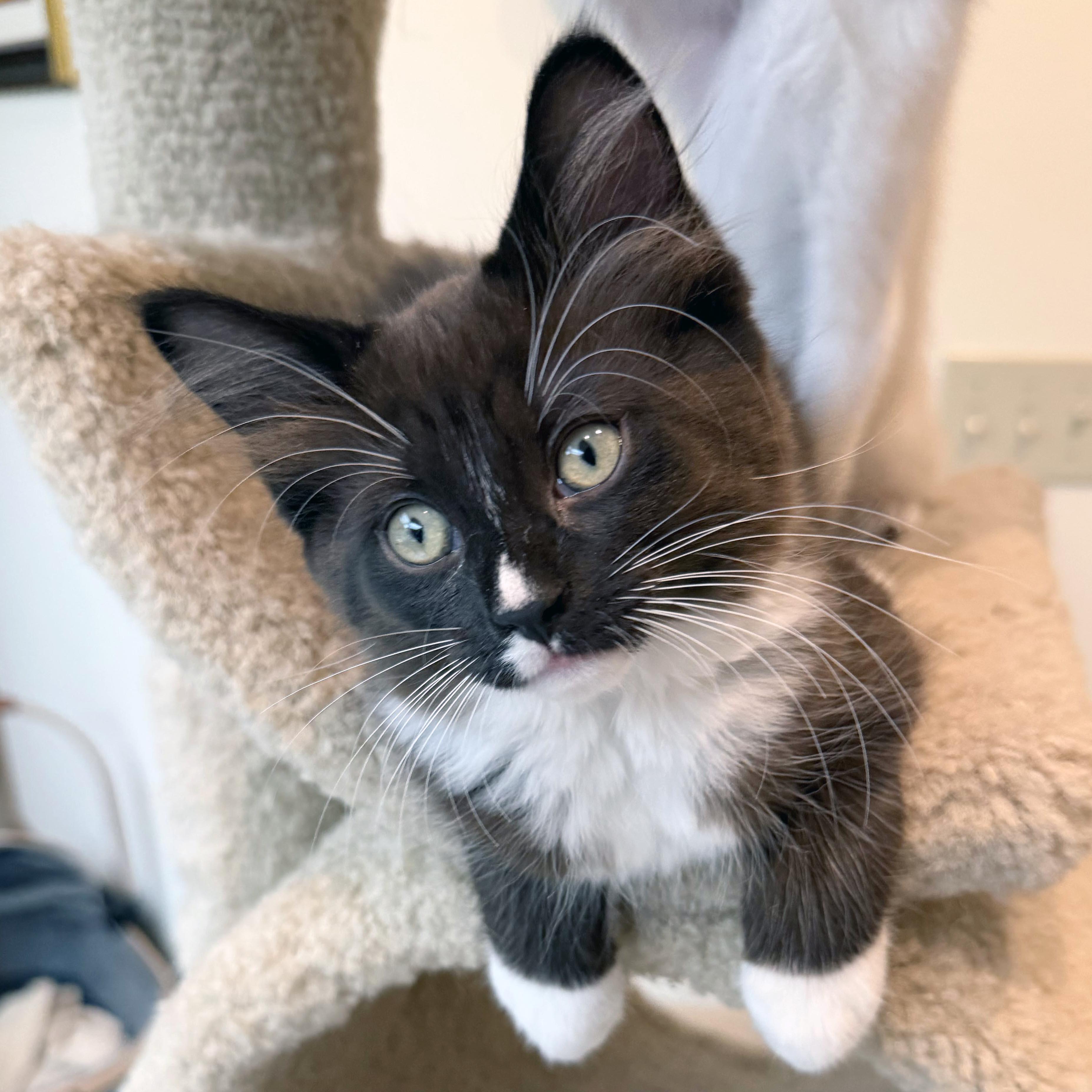 Cupcake, ADOPTABLE, Kitten Female Domestic Medium Hair.
