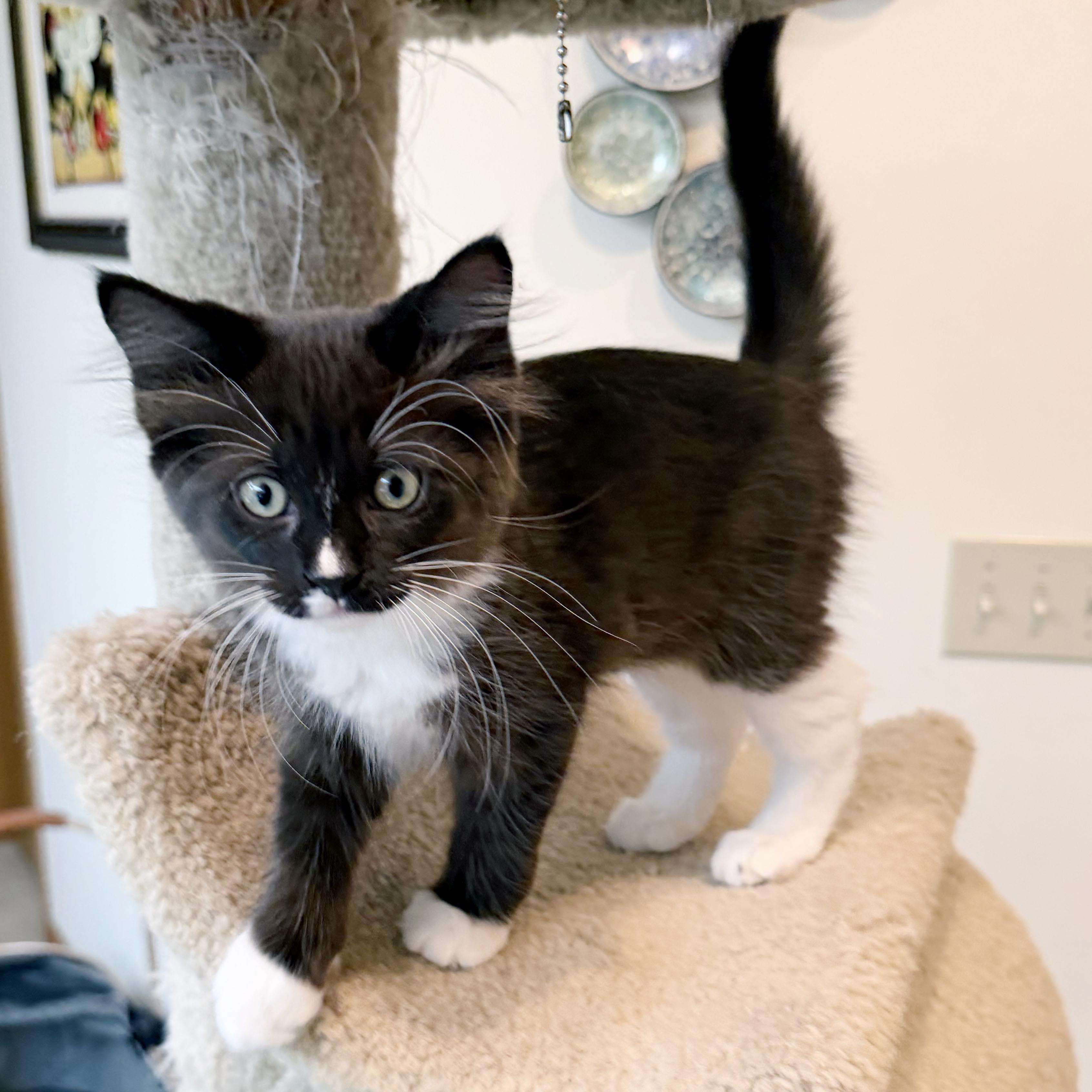 Cupcake, a ADOPTABLE mixed breed in Lake Monroe, FL image 3/3