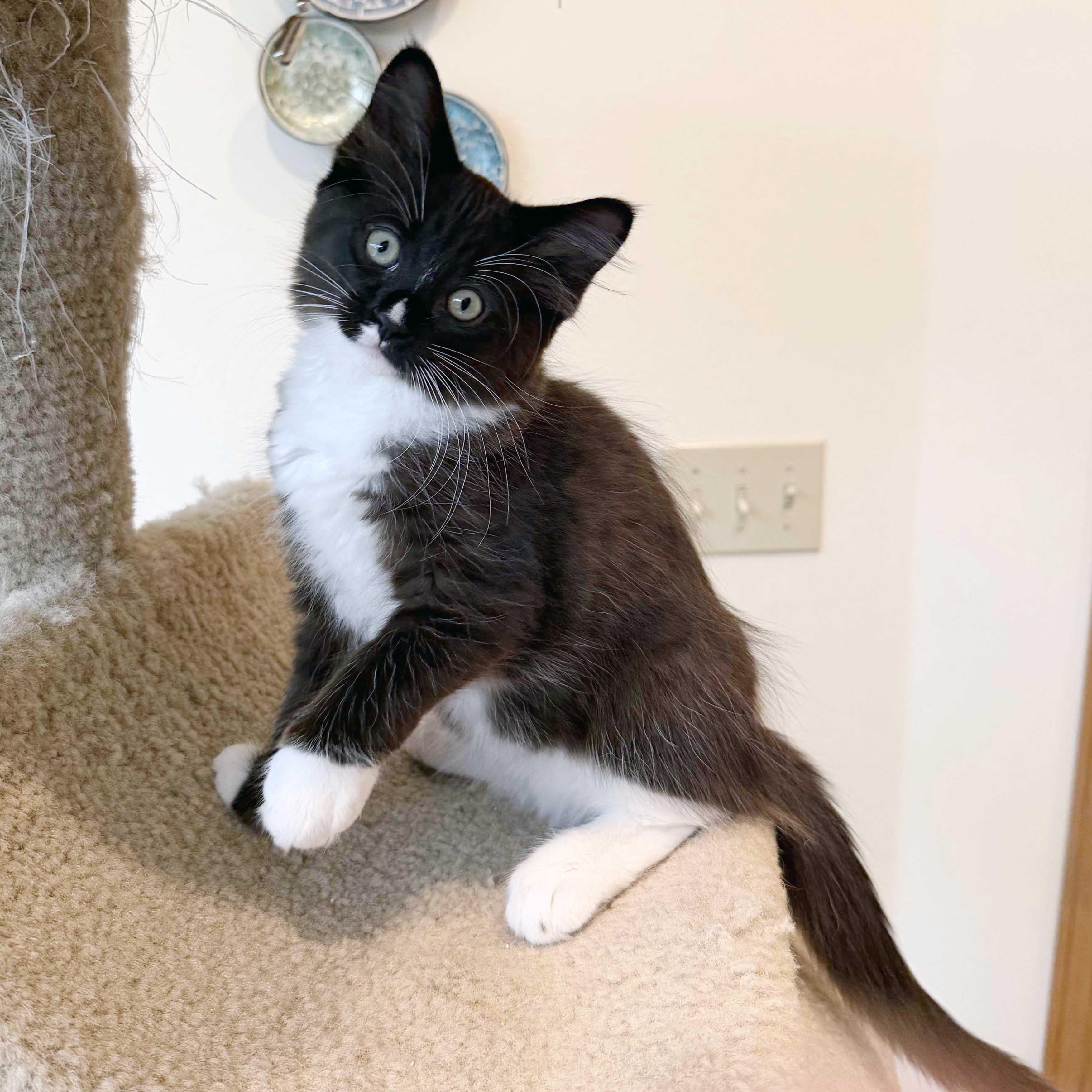 Cupcake, a ADOPTABLE mixed breed in Lake Monroe, FL image 2/3