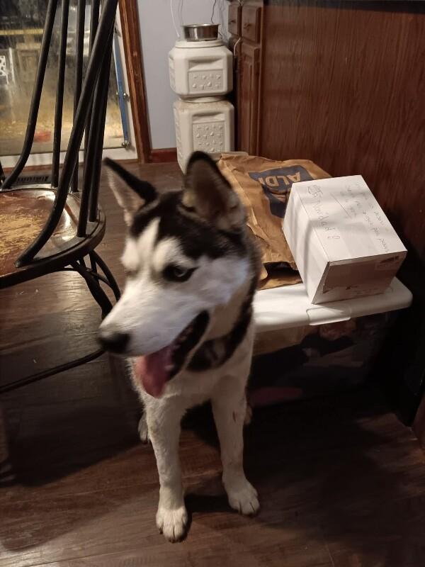 Nami, Adoptable, Adult Female Husky.