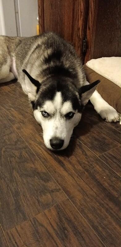Enlarge Nami, a Adoptable Husky in Grand Rapids, MI image 2/3